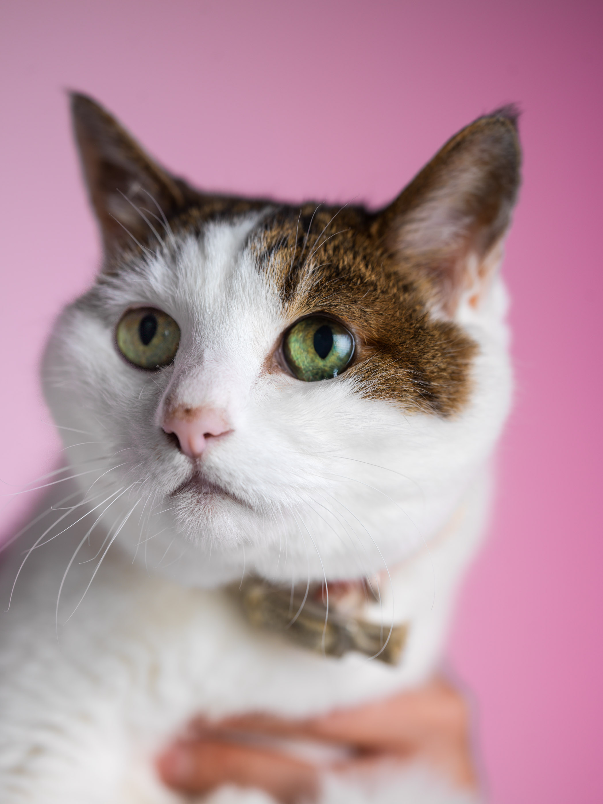 pet shots clinic near me